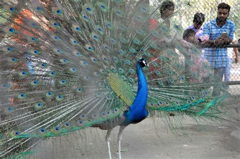 Internet Trolls And Tells Rajasthan Hc Judge That Peacocks Actually Have Sex