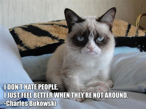 12 Funny Grumpy Cat Meme