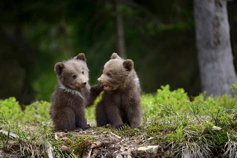 Pillanatok — Aw Cute Two Bear Cubs Play In A Forest Of