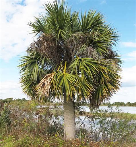 How To Grow The Cabbage Palm Tree Sabal Palmetto