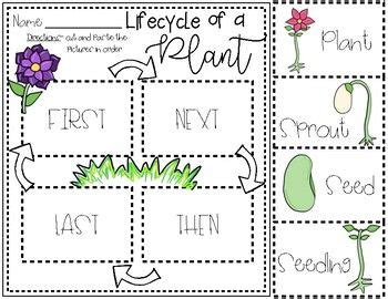 Pin on Lifecycle Activities for Kindergarten