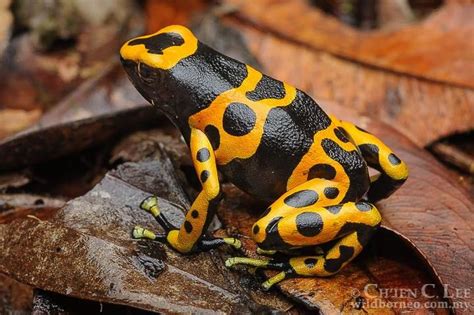 A Bumblebee Poison Dart Frog Dendrobates Leucomelas Photographed In