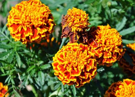 Memiliki bau yang tidak sedap mungkin karena itulah bunga ini memiliki sebutan nama bunga tahi ayam. Koleksi Tanaman Hias: Bunga Tahi Kotok (Tagetes Erecta L.)