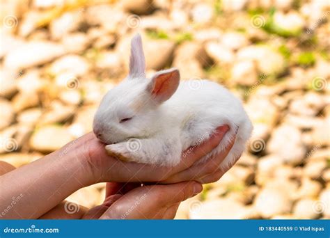 Hand Holding A Small Baby White Rabbit Isolated On Blurred Background