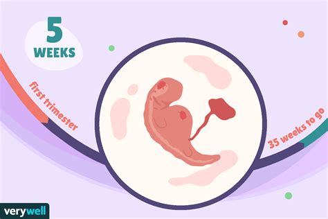 5 Weeks Pregnant Baby Development Symptoms And More