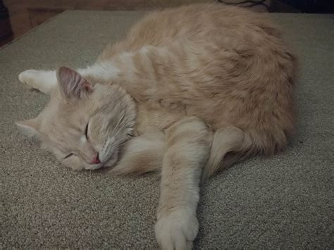 Cat fell asleep like this... | Cats, Cat day, Cool cats