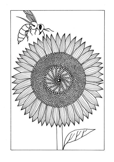 Free printable sunflower coloring pages. Vividly Intricate Sunflower Adult Coloring Page ...