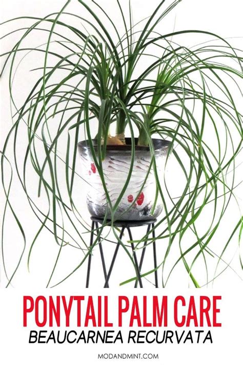 Ponytail Palm Care How To Grow A Beaucarnea Recurvata Plant