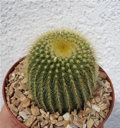 Or you can graft one of the babies that the red ball produces quite. Golden Ball Cactus-Notocactus Leninghausii
