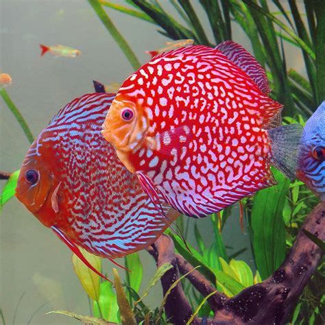 Discus Ae On Instagram Our German STENDKER Discus In A Tropica