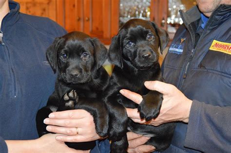 See more of andreana's kennel club labradors and griffons on facebook. 4 Black Labrador puppies, Kennel Club registered | Whitby ...