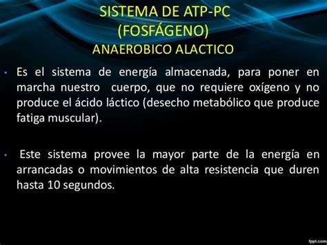 Sistema De Atp Pc FosfÁgeno Anaerobico Alactico • Es El Sistema De