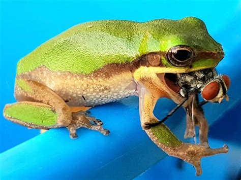 Epic Battle Between Fly V Frog Photographed In Townsville Herald Sun