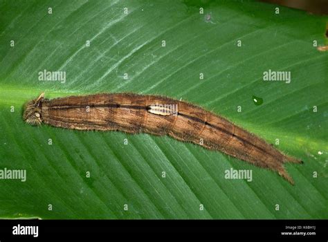 Caligo Species Butterfly Caterpillar Resting Along Spine Of Banana