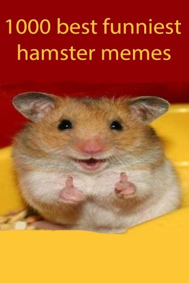 1000 Best Funniest Hamster Memes