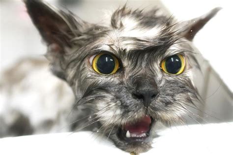 15 Fotos Mais Engraçadas De Gatos Molhados Cat Pictures