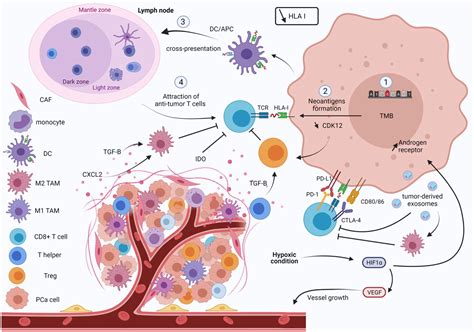 Frontiers Interaction Between Modern Radiotherapy And Immunotherapy