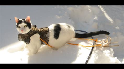 Funny And Cute Cat Video Cat In Snow Little Film Kal