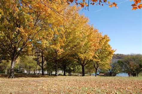 Fall Trees In East Tennessee Stock Image Image Of Trees Leaves 9718575