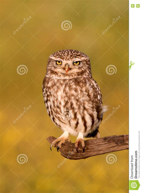 Cute Owl Stock Image Image Of Green Natural Night