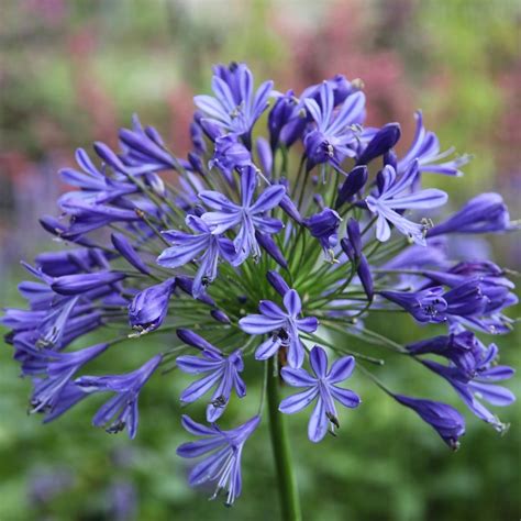 Buy African Lily Agapanthus Headbourne Hybrids