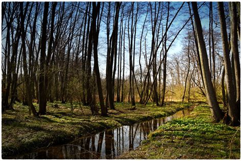 Frühlingserwachen Foto & Bild | wald, frühling, natur Bilder auf ...