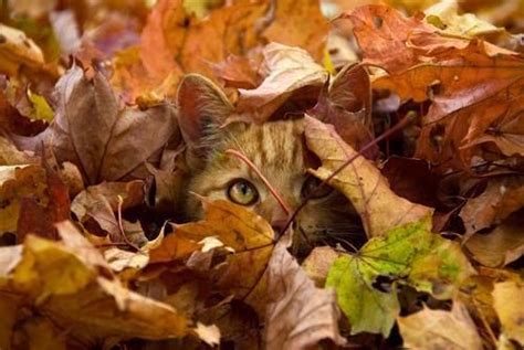 Hiding Autumn Cat Cute Animals Outdoors Cats Autumn Leaves Kittens