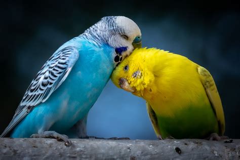 Muhabbet Kuşlarının Cinsi Nasıl Anlaşılır Blog