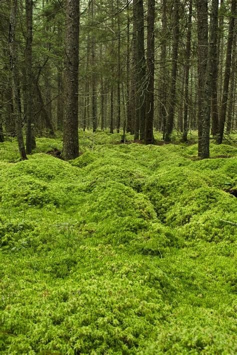 Mossy Forest Floor Stock Photography Image 36179062