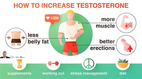 💪 How To Increase Your Testosterone Naturally By Dr Sam Robbins Youtube