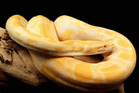 Burmese Python Facts Photos And Information Breeding Care