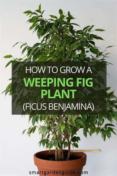 A Potted Plant With The Words How To Grow A Weeping Fig Plant Ficus Benamina