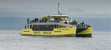 Half Day Whale Watching Tour In Vancouver Prince Of Whales