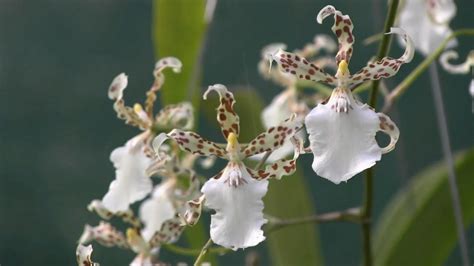 Oncidium Speckled Spire White Dancing Lady Orchid In Bloom Youtube
