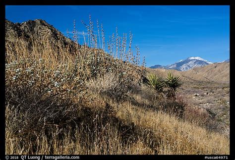 Picturephoto Desert Plants And San Gorgonio Mountain In Winter