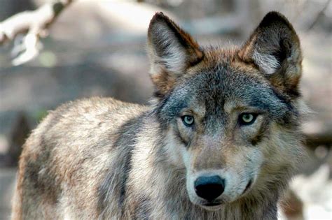 First Round Of Public Comment Reveals Divide Over Colorados Gray Wolf