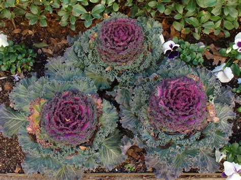 9 Top Varieties Of Ornamental Cabbage Flowering Kale