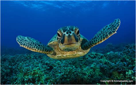 Green Turtle Facts For Kids Pictures Diet Habitat Predators