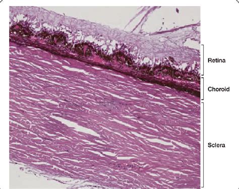 Histological Detail Illustrating A Full Thickness Section Of The