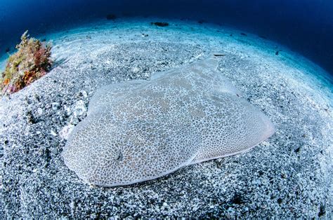 Angel Sharks Amazing Facts About These Endangered Species