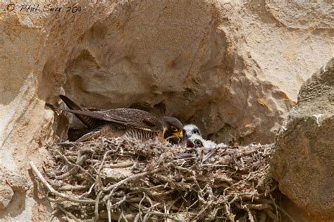Phil Seu Photography Blog Photographing Nesting Peregrine Falcons