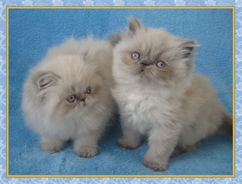 Search through thousands of adverts for kittens & cats for sale in the uk, from pets4homes, the uks most popular free pet classifieds. Himalayan Kittens for sale - New Jersey - Blue Point One ...