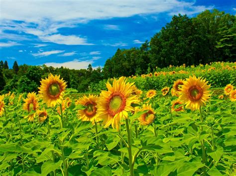 Download Wallpaper 1600x1200 Sunflowers Field Sky Trees Herbs