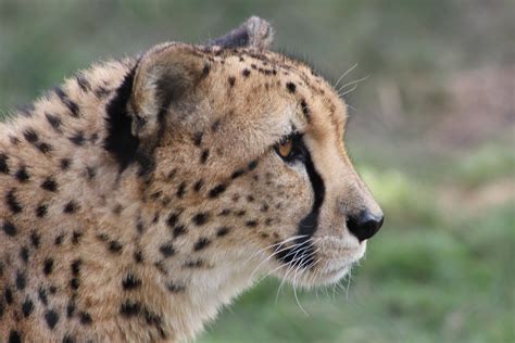 Close Up Cheetah Face — Weasyl