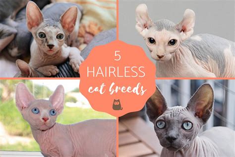 5 Hairless Cat Breeds Syphnx Elf Lykoi And More