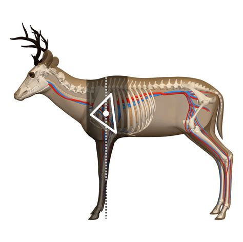 Where To Shoot A Deer 11 Shot Placement Diagrams Where To Aim