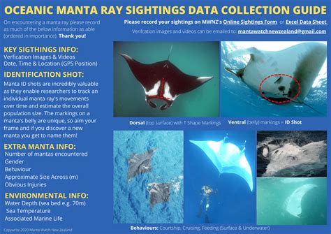 Trágico Residencia Legibilidad Manta Ray Life Cycle Reptiles Oceanía Hostil