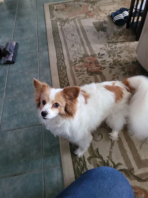 My best friend turns 11 today! : r/papillon