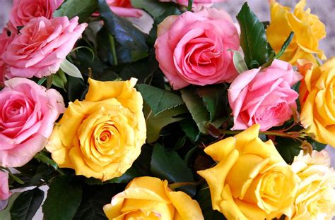 Yellow And Pink Roses In Bloom Close Up Photo Hd Wallpaper Wallpaper