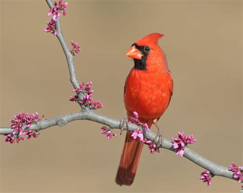Cardinals Flickr